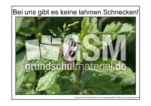 Lahme-Schnecke-1.pdf